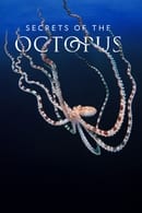 Miniseries - Die geheimnisvolle Welt der Oktopusse