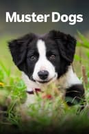 Australian Border Collie pups - Muster Dogs
