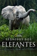 Miniseries - Os Segredos dos Elefantes