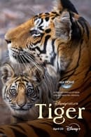 Season 1 - Tiger