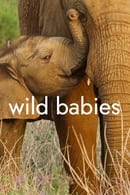 Seizoen 1 - Wild Babies