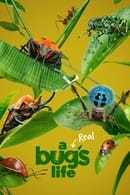 Season 1 - A Real Bug's Life