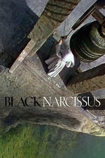 Černý narcis