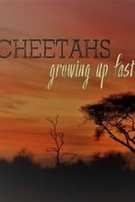 Cheetahs: Growing Up Fast