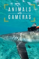 Animals with Cameras, A Nature Miniseries