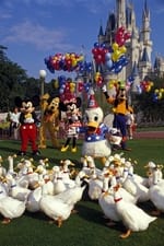 Donald Duck's 50th Birthday