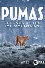 Pumas - In der Wildnis Patagoniens