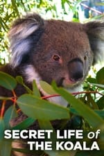 La Vida Secreta de El Koala