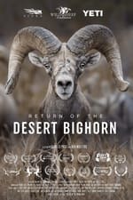 Return of the Desert Bighorn