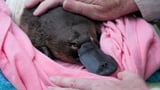Race to Save the Platypus