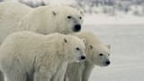 L'inverno degli orsi polari