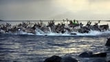 האזור הארקטי: החיים בכפור
