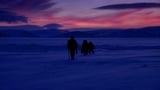 האזור הארקטי: החיים בכפור