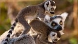Madagascar: Land of Lemurs
