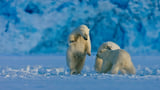 Χειμώνας της πολικής αρκούδας