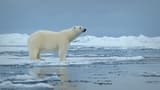 O Urso-Polar