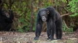 Chimpanzés, le combat des chefs