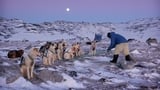 北极：千里冰封下的生活