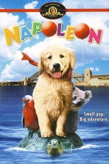 Napoleón, el perrito aventurero