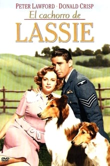 El cachorro de Lassie