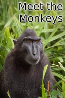 Meet the Monkeys