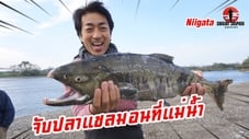 EP225 จับปลาแซลมอนฝูงใหญ่ที่นีงะตะ (Niigata)