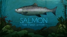 Salmon: River Tweed, Scotland