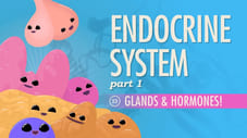 Endocrine System, Part 1 - Glands & Hormones