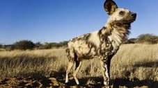 The Story of an African Wild Dog