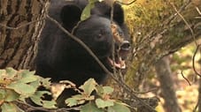 Moon Bear Chronicle: Unraveling the Mysteries