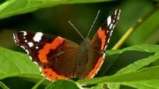 Wieso haben Schmetterlinge einen Rüssel?