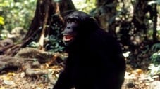 Jane Goodall's Wild Chimpanzees