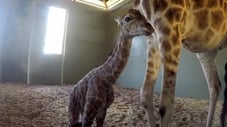 It’s a Baby Giraffe!