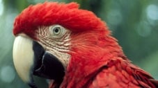 The Real Macaw