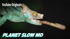 Fast Reptiles in Slow Mo