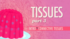 Tissues, Part 3 - Connective Tissues