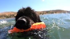 Stunt Dogs & Water Rescue Dogs