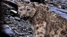 Snow Leopard - Beyond The Myth
