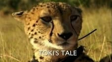 Toki's Tale