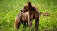 A Baby Grizzly's Story