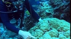 Les coraux : les sorciers cherchent la petite bête