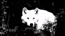 White Wolf of Newfoundland