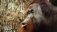 El orangután