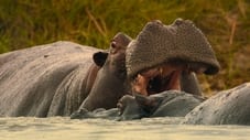 El hipopótamo