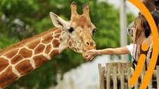 Should Animals Be Kept In Zoos?