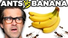 Ants vs. Food (Game)