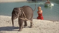 Flipper and the Elephant (2)