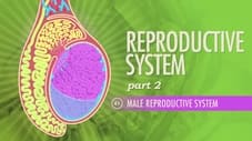 Reproductive System, Part 2 - Male Reproductive System