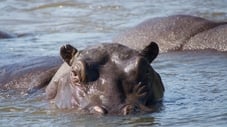 Hippos – Afrikas Flussgiganten