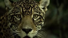 La forêt des jaguars